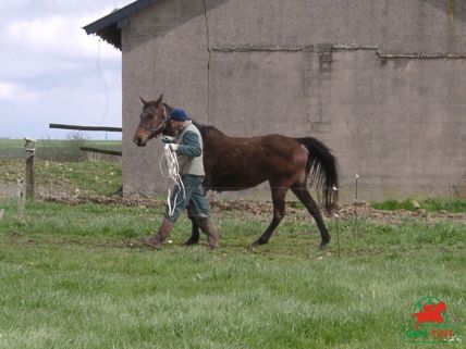 Courses de trot